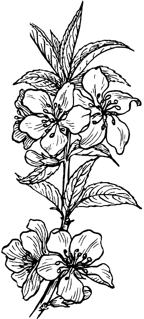 pngkey.com-flower-plants-png-846954 flipped