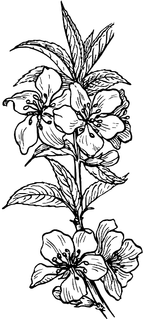 pngkey.com-flower-plants-png-846954